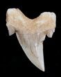 High Quality Otodus Fossil Shark Tooth #1748-1